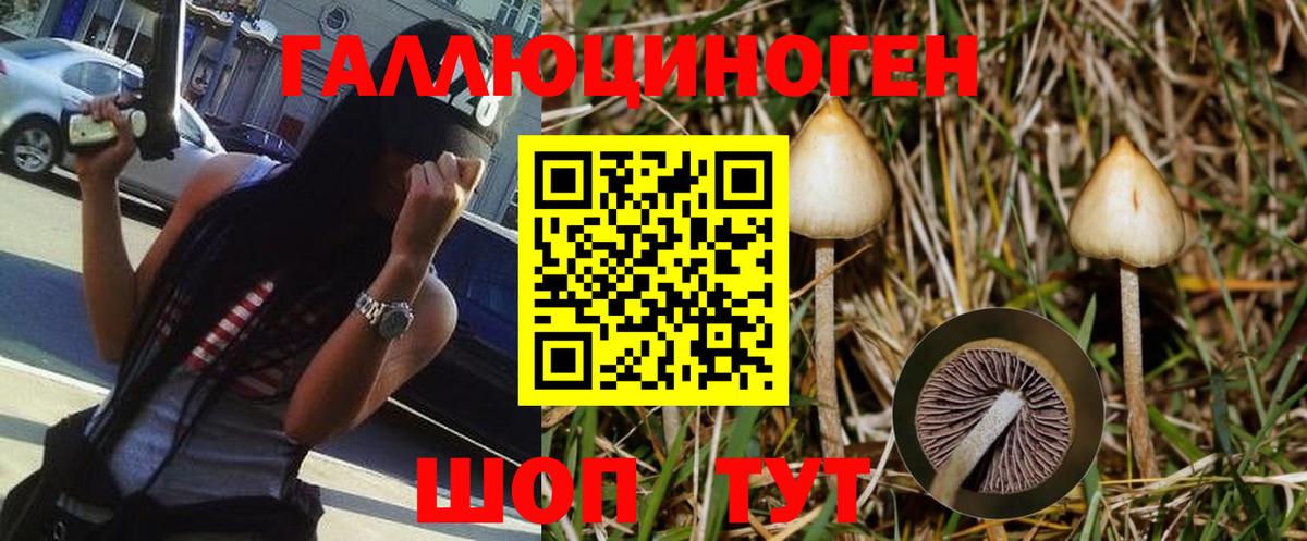 Галлюциногенные грибы Psilocybe Михайловка